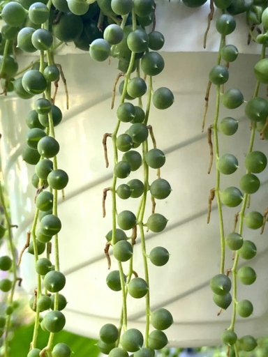 If your string of pearls is turning purple, it could be caused by a number of things. But don't worry, there are solutions for each problem.
