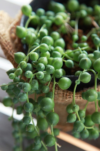 If your string of pearls is turning purple, it could be due to one of these nine causes.