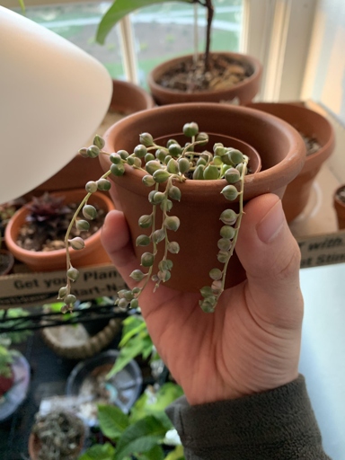 If your string of pearls is turning purple, it's getting too much light.