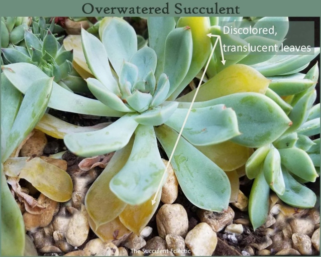 If your succulent is looking a little bit dry, give it a little water therapy!