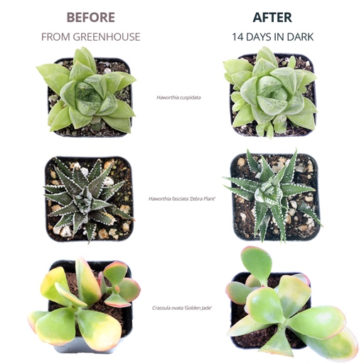 If your succulent is looking a little bit stressed, there are a few things you can do to help it out.