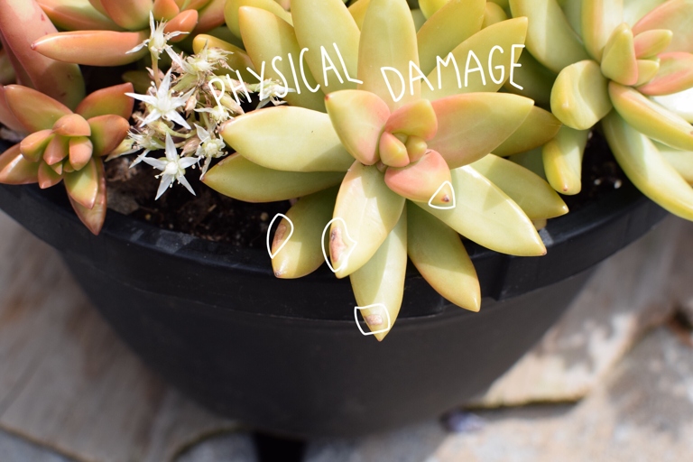 If your succulent is looking unhealthy, there are a few things you can do to examine its health and try to revive it.