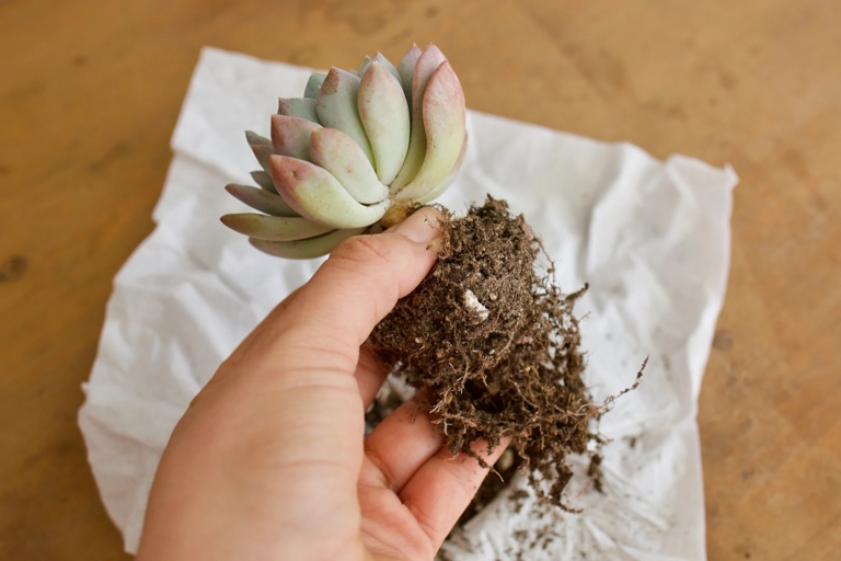 If your succulent's roots are drying out, the first step is to assess the damage.
