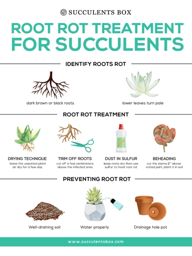 If your succulent's roots are drying out, there are a few steps you can take to fix the problem.