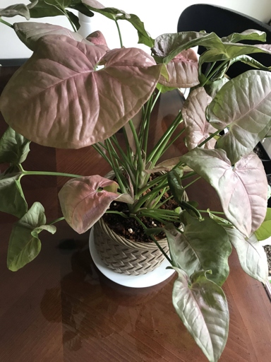 If your Syngonium's leaves are curling, it could be due to a number of different reasons. However, there are a few solutions that may help.