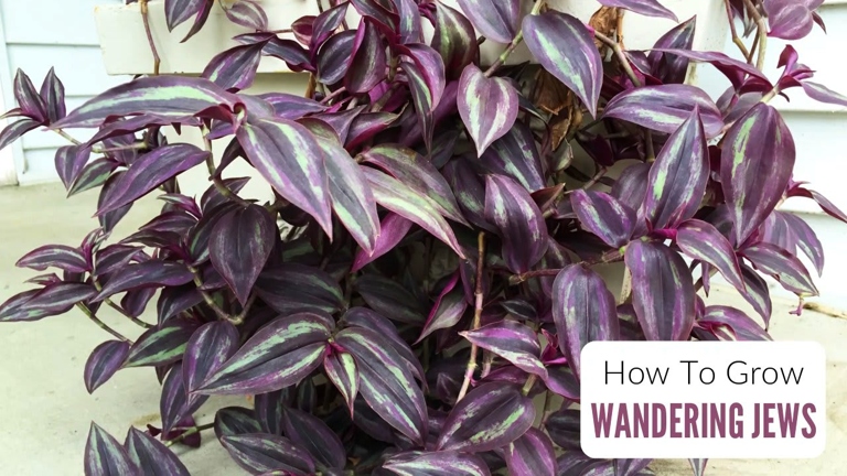 If your Wandering Jew is looking leggy, it may be time to repot it using the right soil.