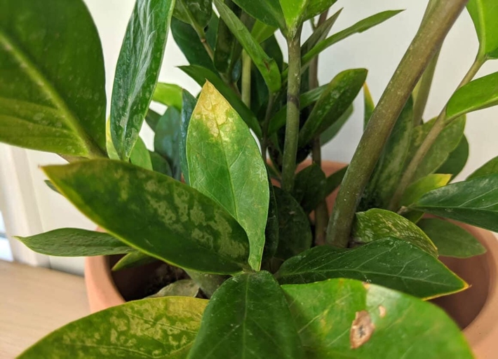 If your ZZ plant is turning brown, it could be due to a pest infestation.