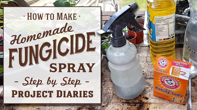 If you're dealing with root rot, you can make a homemade fungicide to help save your plant.