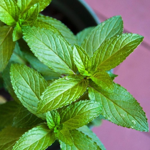 If you're finding your mint leaves are turning brown, it's likely due to an insect infestation.