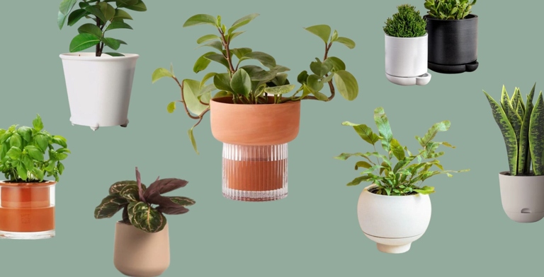 If you're forgetful or busy, self-watering pots are a great way to make sure your plants get the hydration they need.