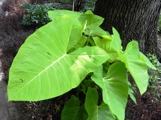 If you're hoping to keep your elephant ear plant alive through the winter, your best bet is to bring it indoors.