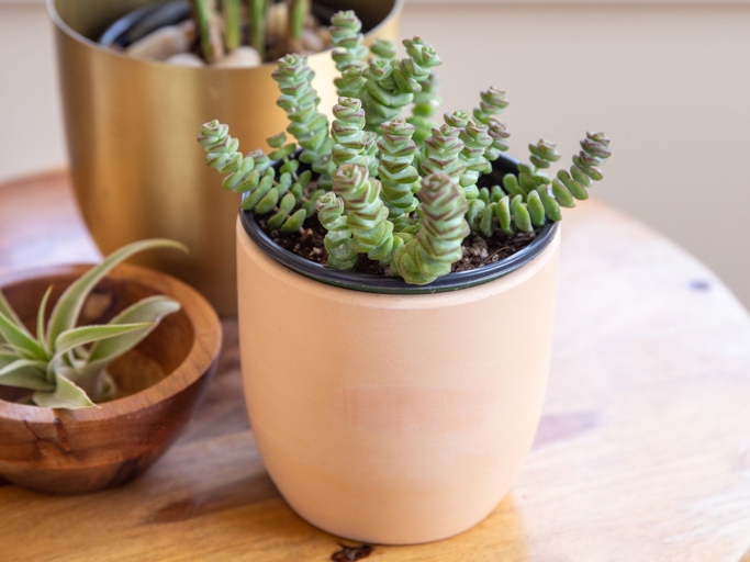 If you're looking for a fun and easy way to increase your succulent collection, propagating string of buttons is a great option.
