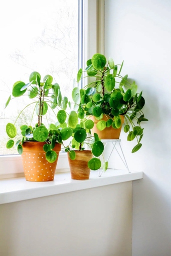 If you're looking for a low-maintenance houseplant that will bring some life to your home, the Chinese money plant is a good option.