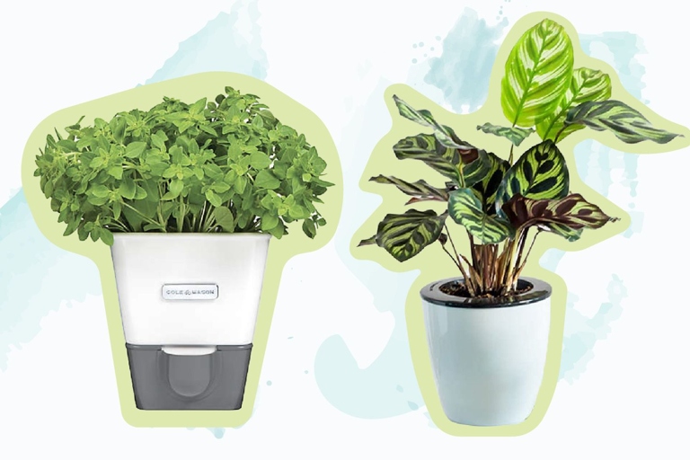 If you're looking for a low-maintenance plant, a self-watering pot is a great option.
