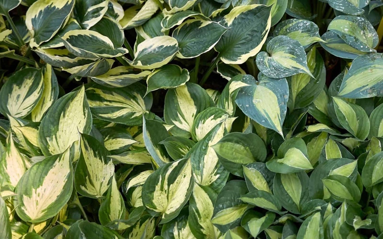 If you're looking for a medium-sized hosta to add to your garden, the 'Gardener's Blue Dream' is a great option.