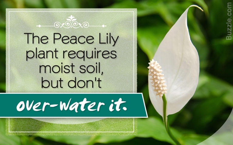 If you're looking for a natural way to control brown spots on your peace lily, try using a mixture of baking soda and water.