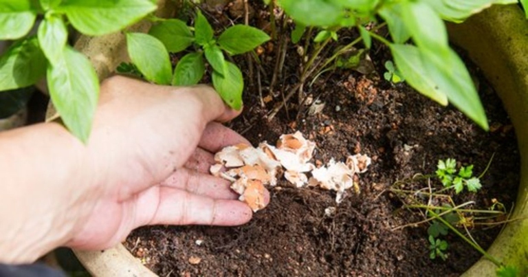 If you're looking for a natural way to fertilize your plants, eggshells are a great option.