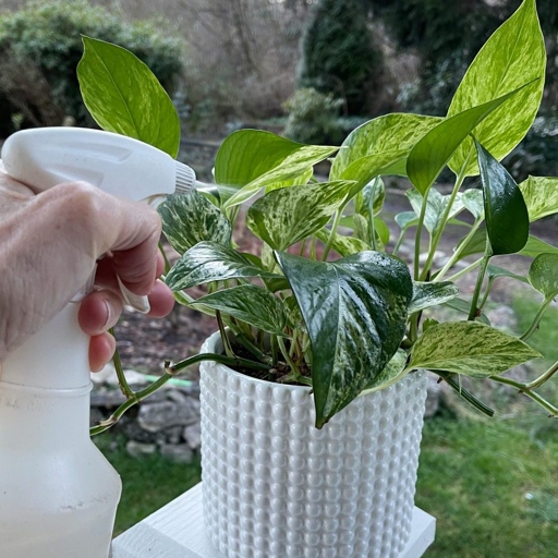 If you're looking for a natural way to keep bugs off your pothos, try a garlic spray.