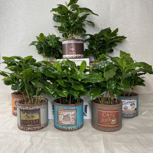 If you're looking for a new indoor plant to liven up your home, try Arabica coffee.