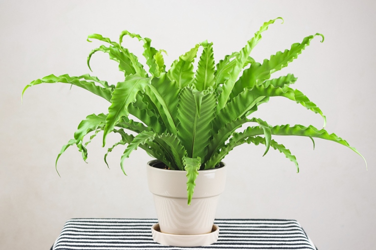 If you're looking for a plant that doesn't require much care, a fern is a good option.
