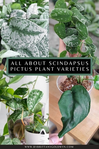 If you're looking for a plant that's easy to care for and can thrive in a variety of environments, then you can't go wrong with either a scindapsus or pothos.