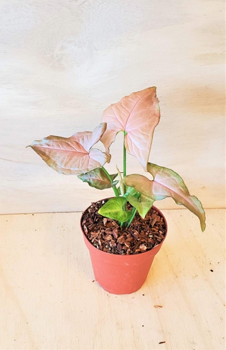 If you're looking for a plant that's easy to care for and will add a pop of color to your home, the pink syngonium is a great option.