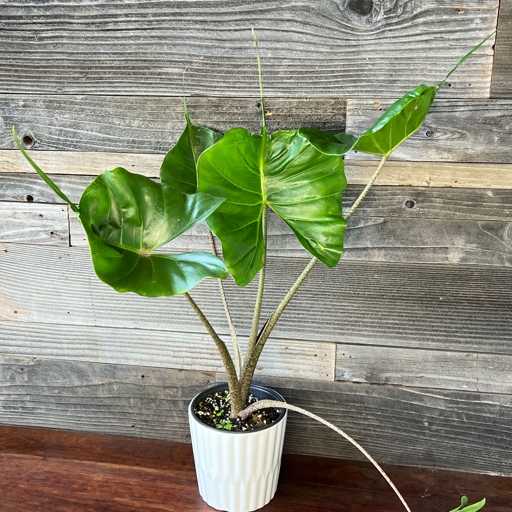 If you're looking for a unique plant to add to your indoor jungle, the Alocasia Stingray is a great option.