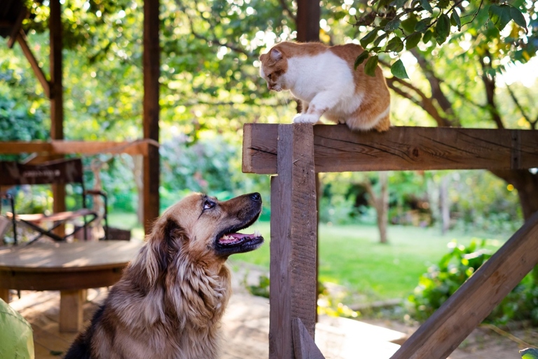 If you're looking for a way to keep your pets away from your garden, try using coffee grounds.