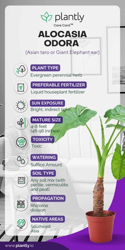 If you're looking for an Alocasia Portodora Plant Care Guide, you've come to the right place!