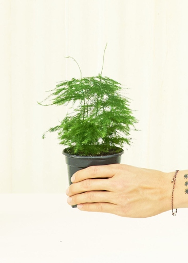 If you're looking for an easy-to-care-for houseplant, the plumosa fern is a great option.