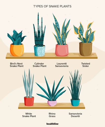 If you're looking for an easy-to-care-for houseplant, the snake plant is a great option.
