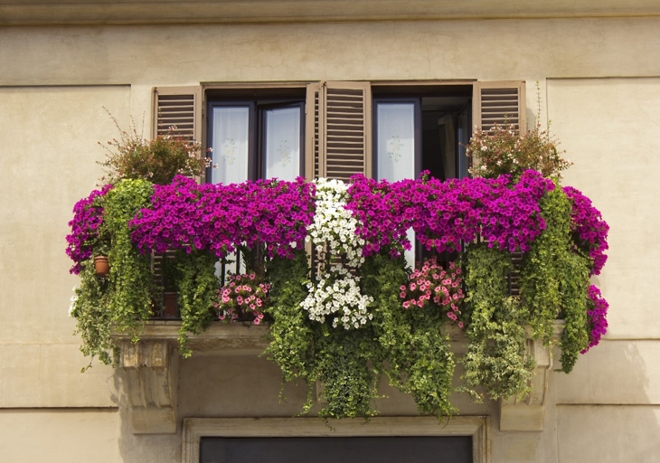 If you're looking for flowers to brighten up your south-facing balcony, consider these sun-loving options.