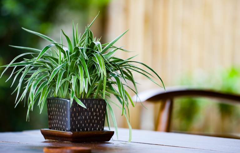 If you're looking for some plants to liven up your home but don't have a lot of sunlight, don't worry! There are plenty of options for plants that can thrive in closed environments with air conditioning.