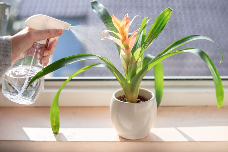 If you're looking to add a little flavor to your home, why not try one of these exotic indoor plants?