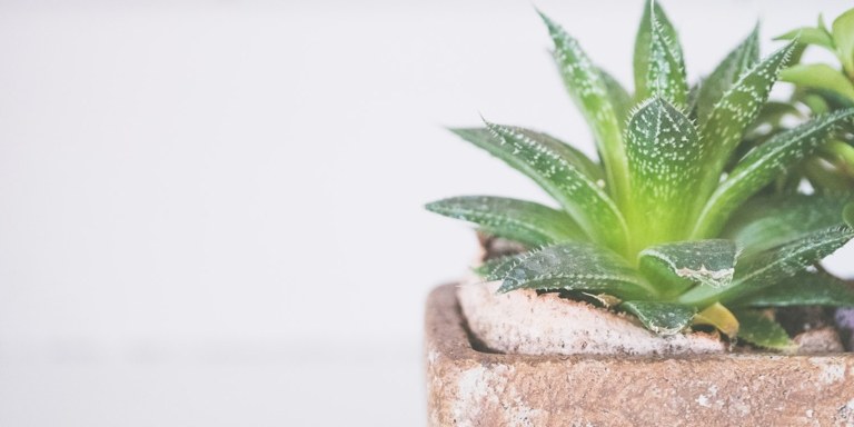 If you're looking to add a little greenery to your home, consider growing aloe vera in water.