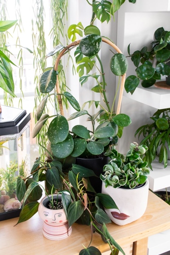 If you're looking to add a splash of greenery to your home, you may be considering growing hoya in water.