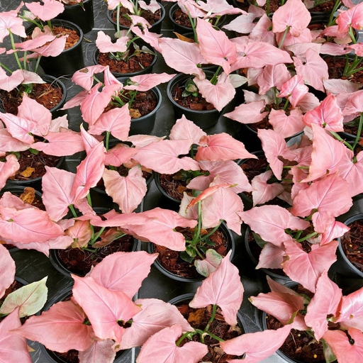 If you're looking to add a touch of pink to your indoor jungle, the Pink Syngonium is a great option!