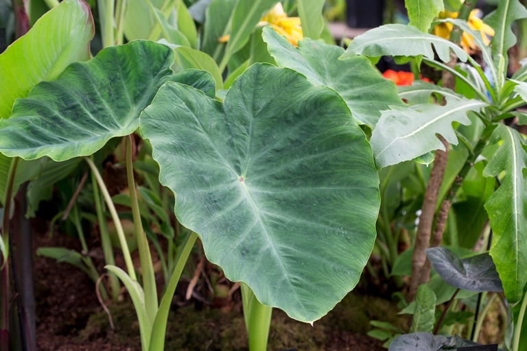 If you're looking to add some greenery to your home, elephant ear plants are a great option.