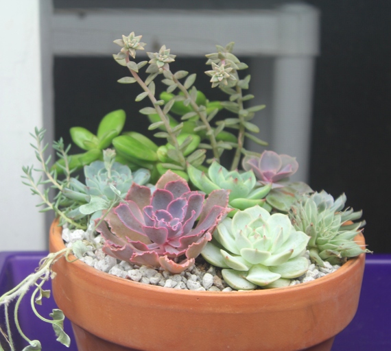 If you're looking to change things up with your succulent, one way to do that is to change the substrate.