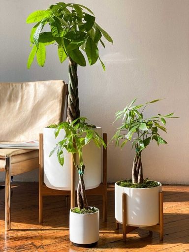 If you're looking to grow a money plant, you're in luck - they can prosper in either water or soil.