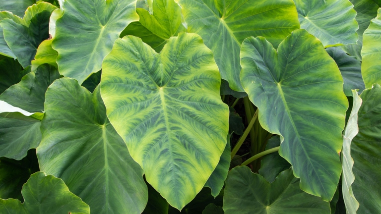 If you're looking to grow elephant ears faster, one thing you can do is to make sure you're not overfeeding them.