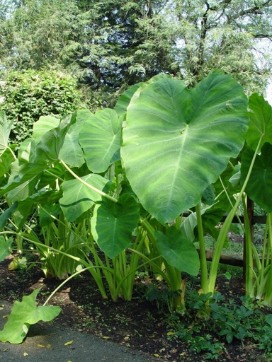 If you're looking to grow elephant ears quickly, you're better off planting them in water.