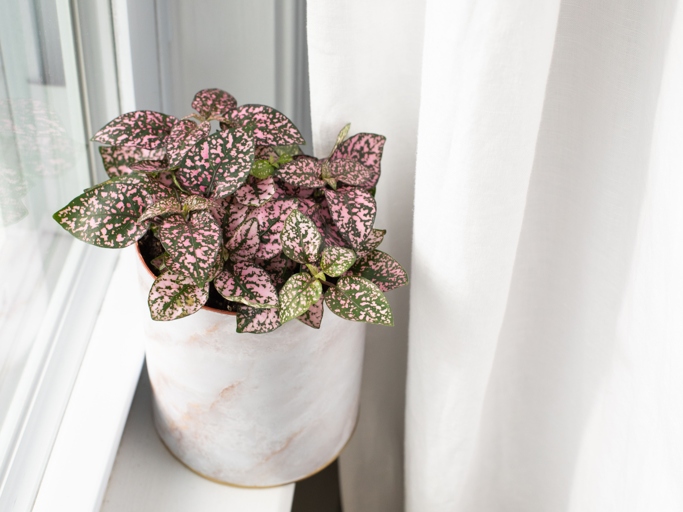 If you're looking to keep your polka dot plant healthy, make sure to water it from below.