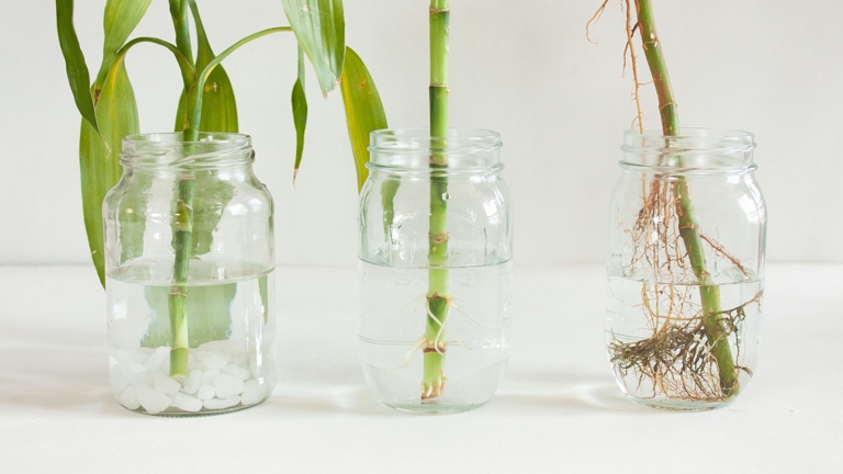 If you're looking to propagate your lucky bamboo, you'll want to use rooting hormone to ensure success.