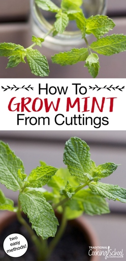 If you're looking to transplant your mint plant, you can easily do so by following these simple steps.
