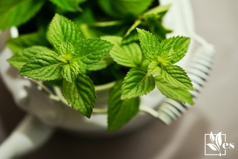 If you're mint is dying, don't worry! There are a few things you can do to fix the problem.
