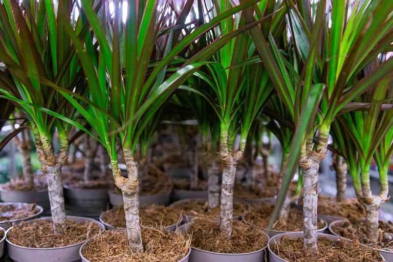 If you're moving your Dracaena to a new pot, make sure to prepare the pot first.