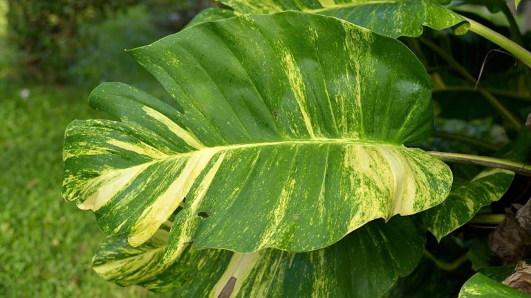 If you're noticing black leaves on your pothos plant, it's likely due to an insect infestation.