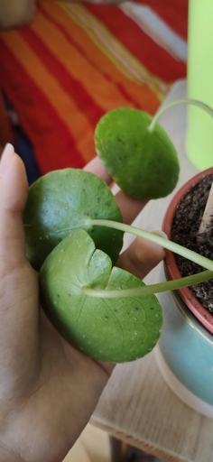 If you're noticing brown or black spots on the leaves of your Pilea, don't worry - there are a few easy solutions.