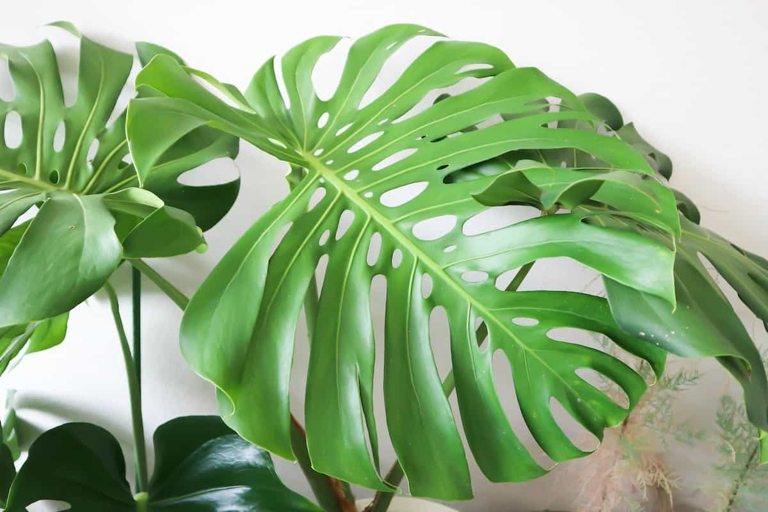 If you're noticing brown spots on your Monstera, it's likely due to a pest infestation.